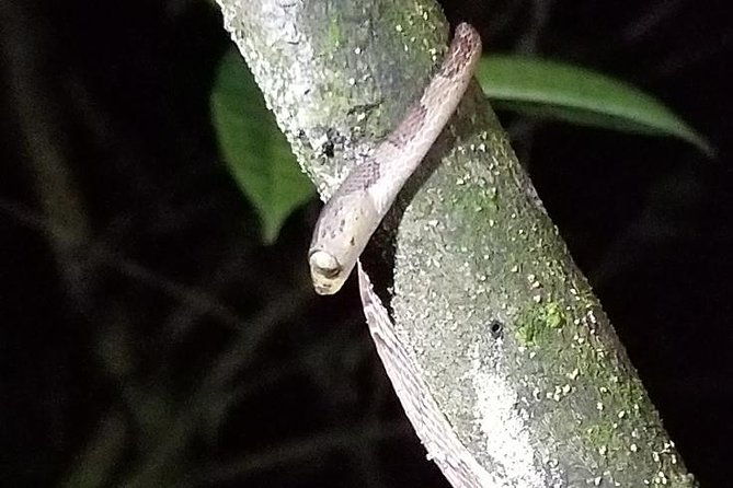 night-tour-in-nuevo-arenal