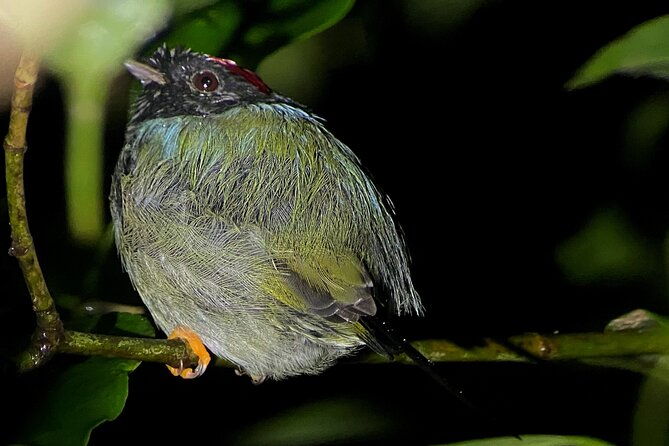 night-walk-among-the-natural-jewels-of-monteverde