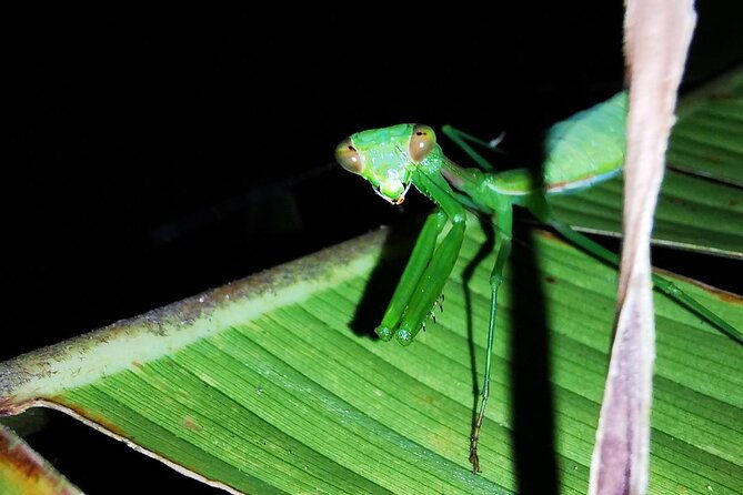 night-walk-in-the-monteverde-cloud-forest