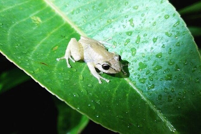 night-walk-manuel-antonio-tour