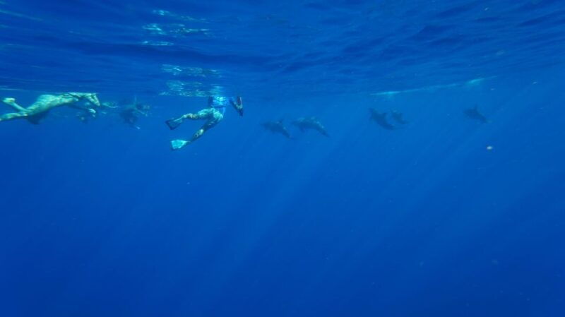oahu-dolphin-swim-and-snorkeling-speedboat-tour