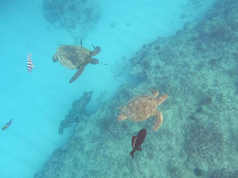 oahu-snorkeling-with-turtles-water-scooter-paddleboard