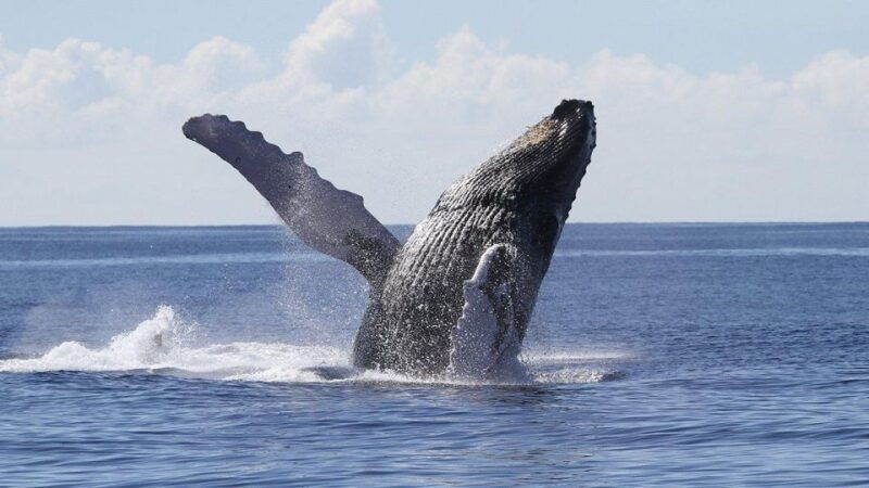 oahu-waikiki-whale-watching-cruise