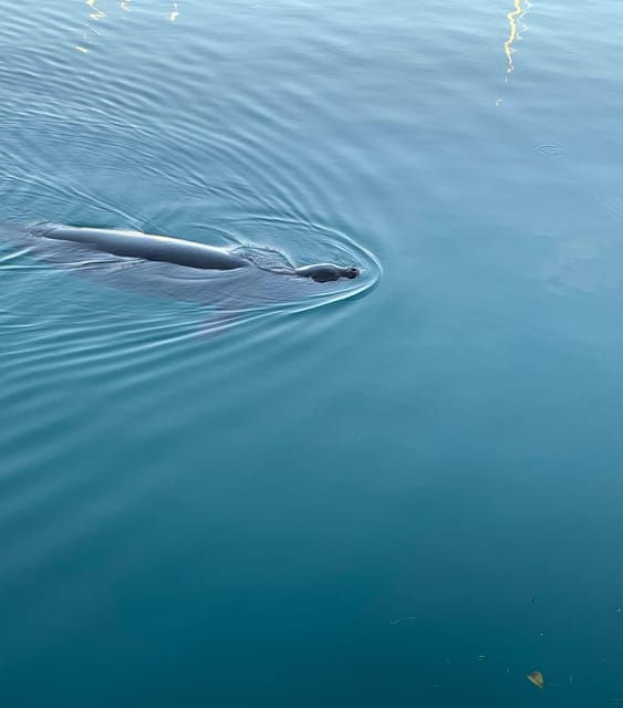 oahu-whale-sail-charter