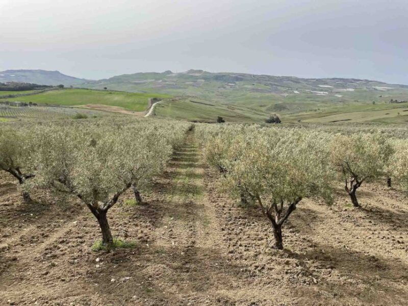 oil-and-food-tasting-in-the-province-of-agrigento