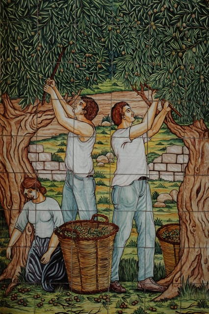 oil-tour-olive-grove-walk-and-tasting-alcamo