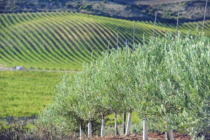 olive-oil-and-navarre-winery-visit-with-tastings-and-lunch-in-small-group-tour