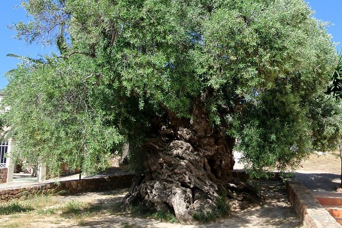 olive-oil-wine-beer-private-tour-price-per-group-of-6