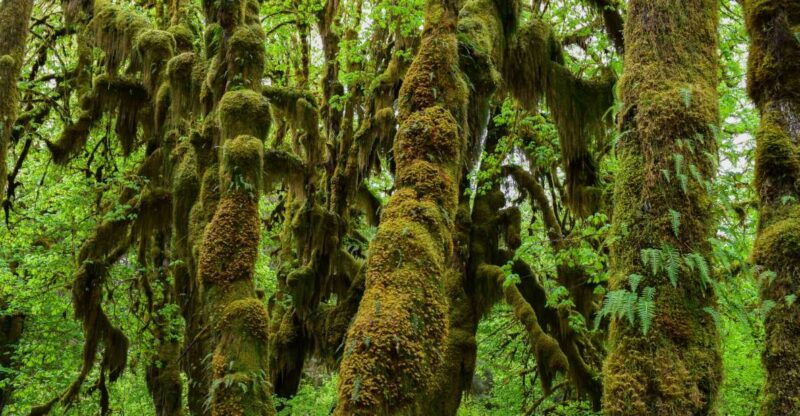 olympic-national-park-hoh-rain-forest-and-rialto-beach-tour