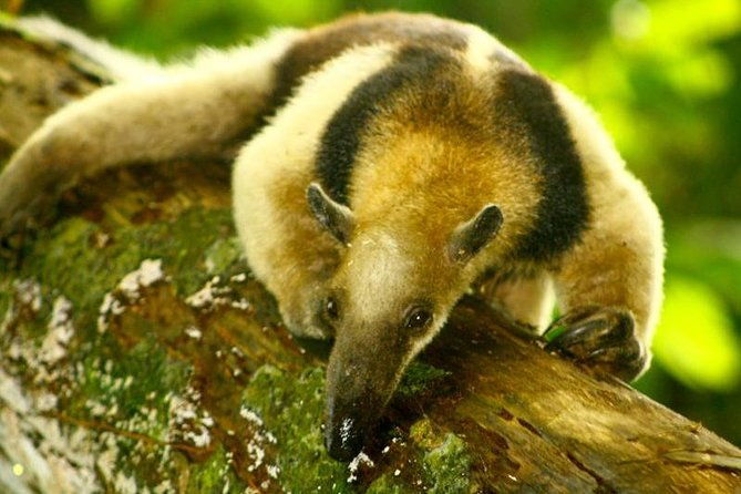 one-day-tour-to-corcovado-from-san-jose