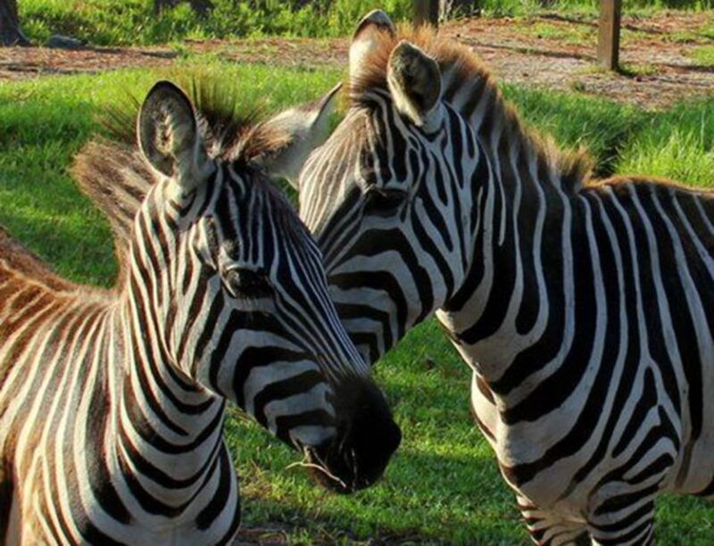 orlando-everglades-airboat-ride-and-wildlife-park-ticket