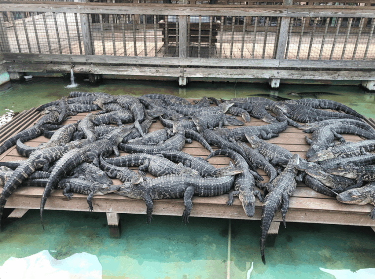 orlando-gatorland-zipline-adventure-w-full-day-park-access