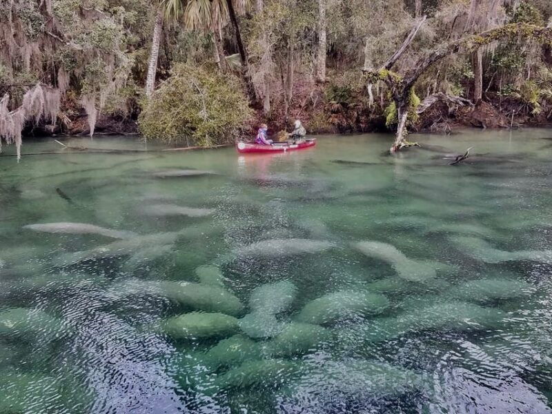 orlando-kayaking-tour-with-manatee-encounter