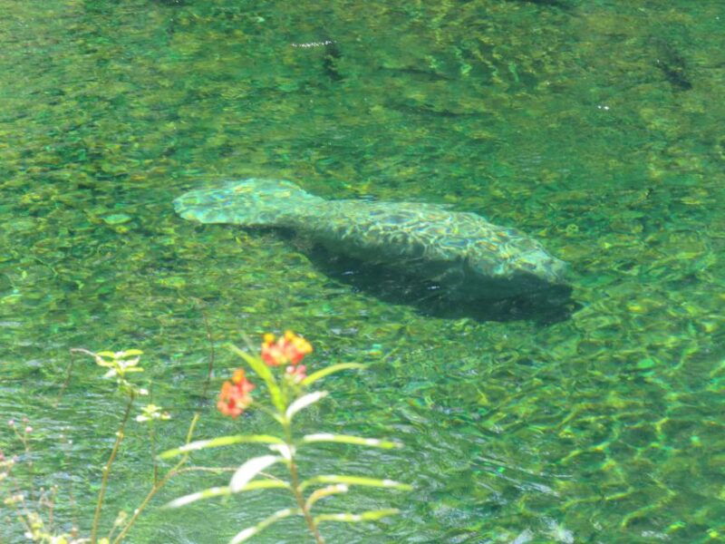 orlando-small-group-manatee-discovery-kayak-tour