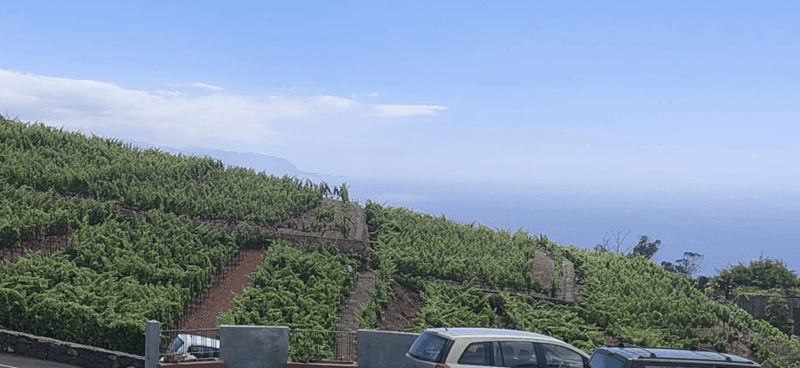 orotava-valley-wine-as-a-product-of-heroes