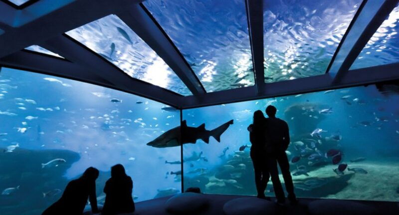 palma-de-mallorca-shark-dive-at-palma-aquarium
