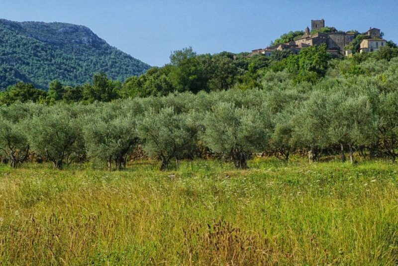 palma-de-mallorca-son-juliana-wine-experience-and-tasting