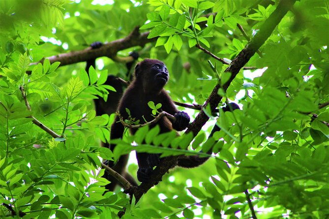 palo-verde-national-park-one-day-tour-in-safari-wildlife-tour-cultural