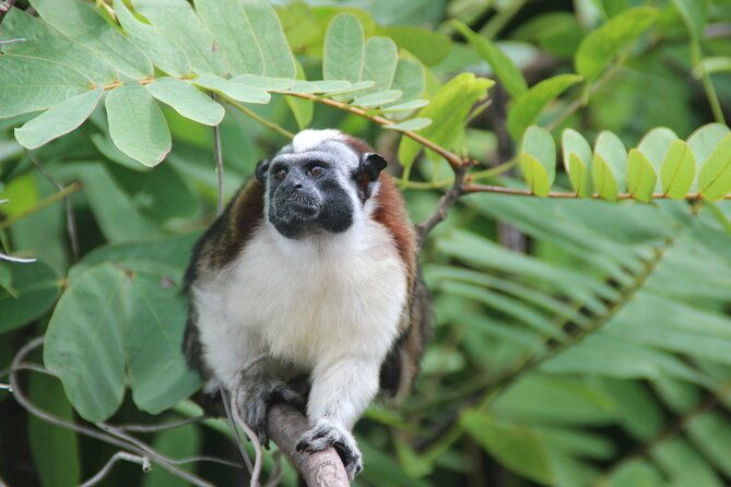 panama-canal-jungle-boat-explorer-private-tour