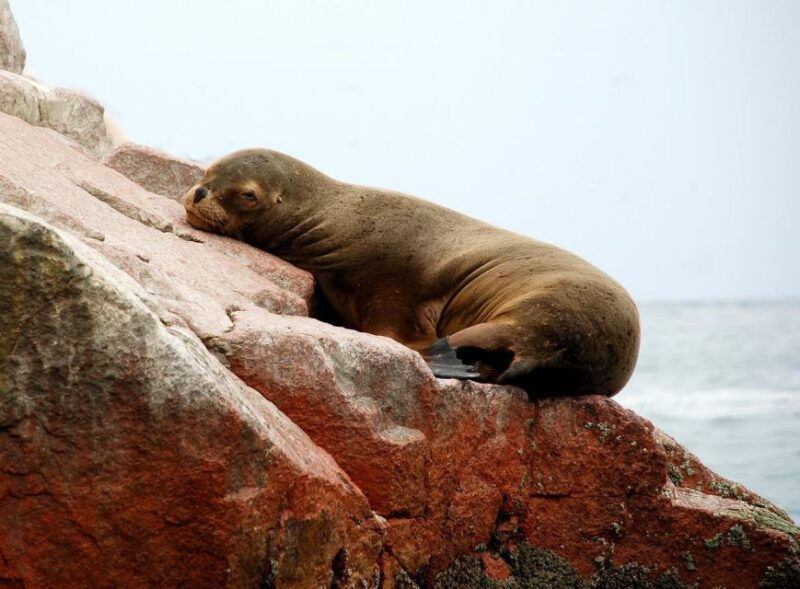 paracas-ballestas-islands-tour-all-inclusive
