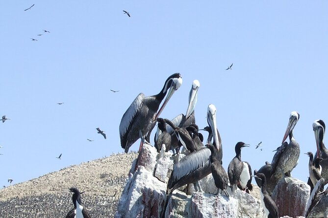 paracas-full-day-islas-ballestas-national-park-and-sandboarding-in-paracas