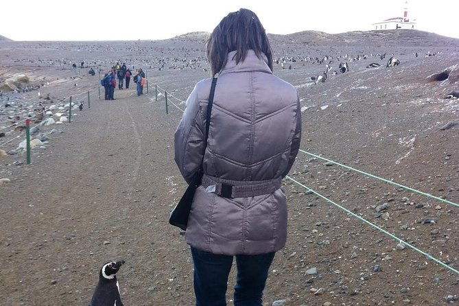 penguins-reserve-at-magdalena-in-the-strait-of-magellan
