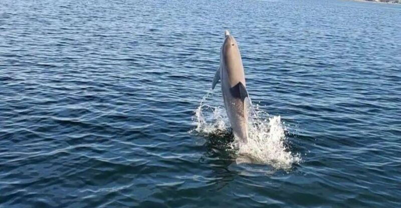 pensacola-beach-sunset-dolphin-tour-private-up-to-6-ppl