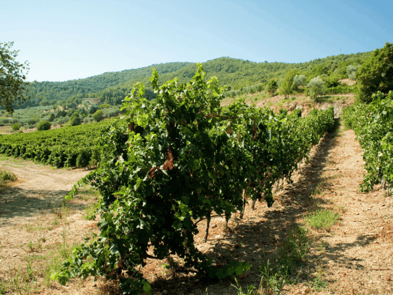 perugia-winery-visit-tasting-near-the-lake-trasimeno