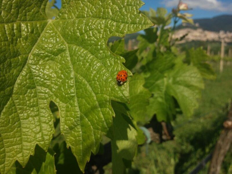 pic-nic-deluxe-assisi-and-wine-tasting-5-wines