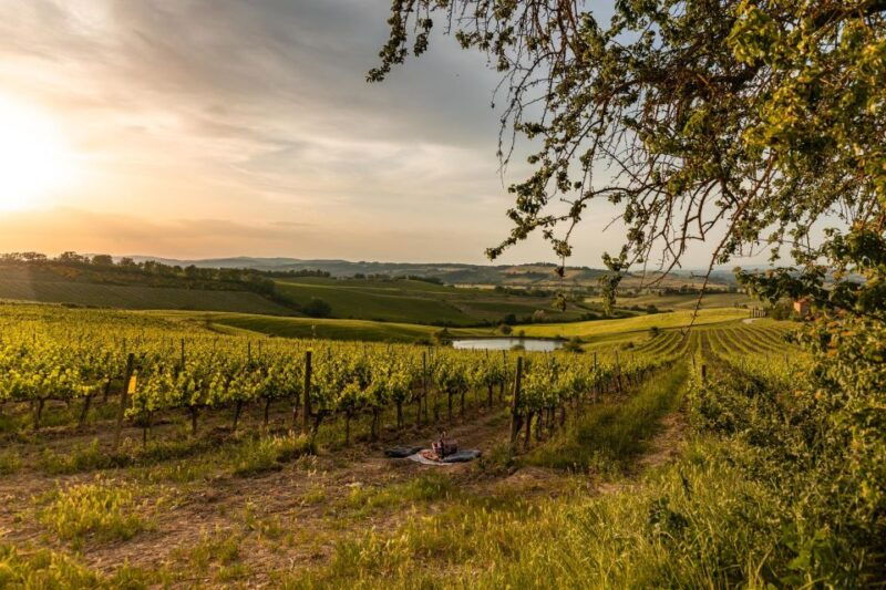picnic-in-vineyards-with-a-bottle-of-rosso-di-montalcino