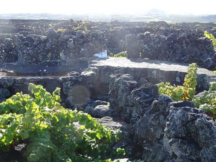 pico-wine-tours