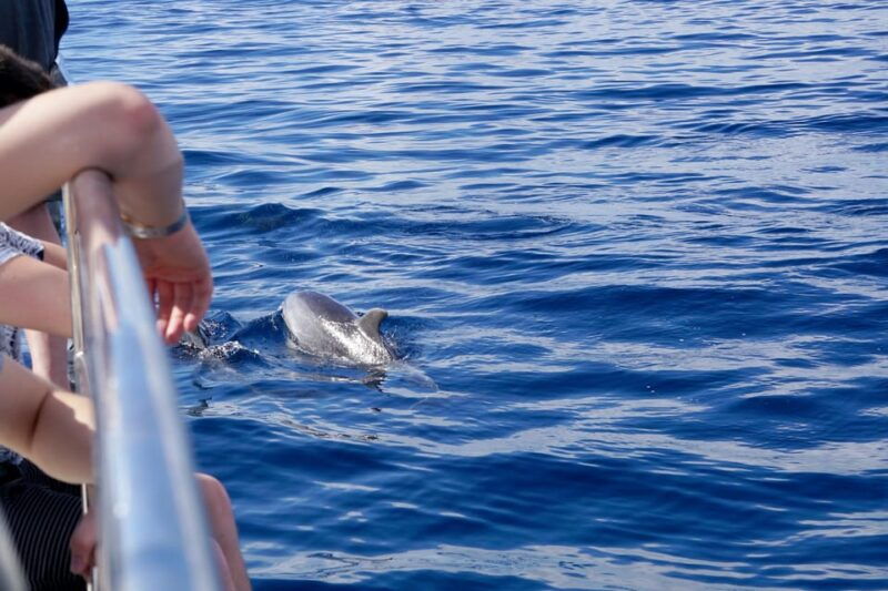 pollenca-dolphin-watching-boat-excursion