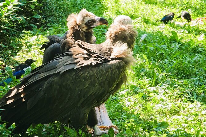 prague-zoo-admission-ticket-with-transfer-and-audio-guide