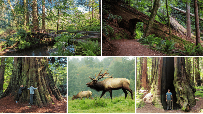 prairie-creek-state-park-redwood-forest-hiking-tour
