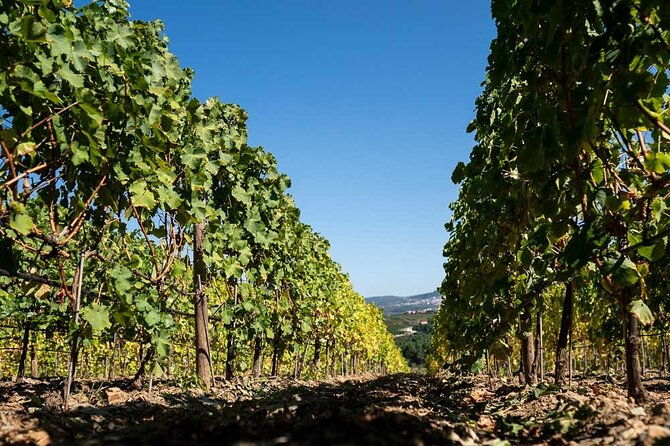 premium-private-douro-tour-2-wineries-with-tastings-cruise