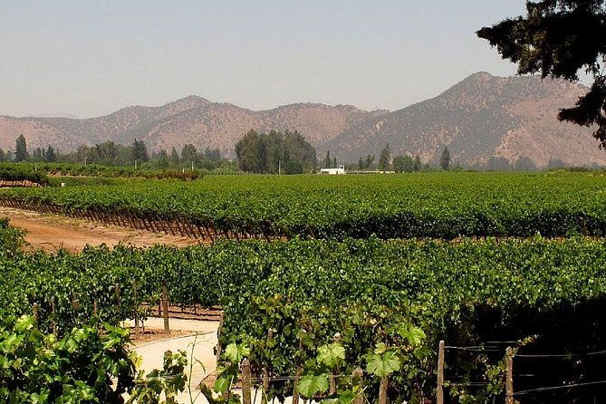 premium-wine-cheese-half-day-trip-to-concha-y-toro-vineyard-from-santiago