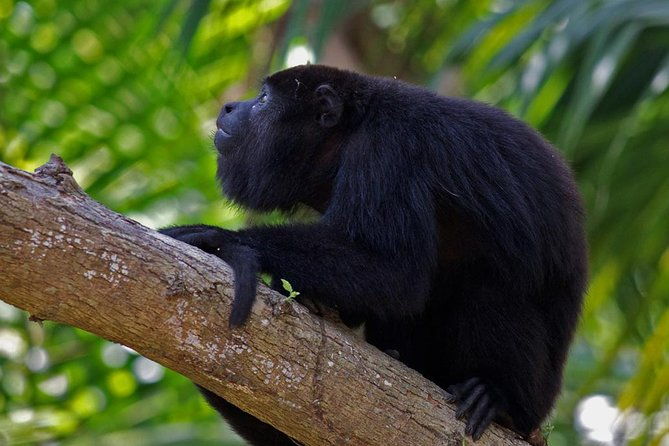 private-altun-ha-maya-ruin-howler-monkey-adventure-from-belize-city