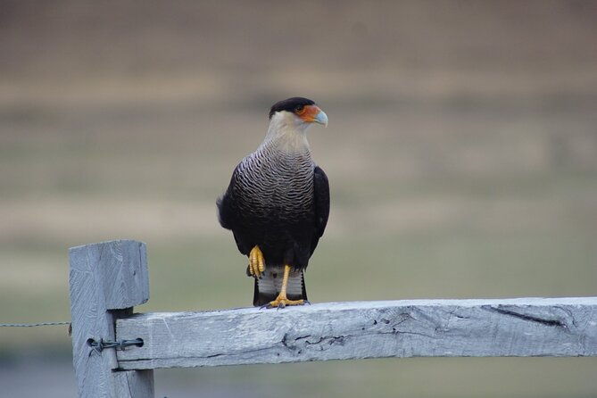 private-bird-watching-experience-in-cerro-castillo