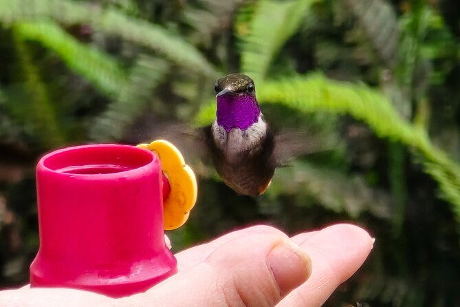 private-cloud-forest-hummingbird-feeders-and-quito-old-town-tour