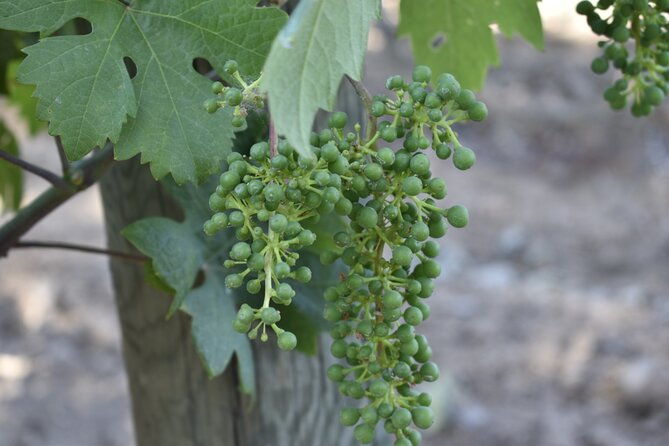 private-customized-napa-valley-wine-tasting-tour-10-passenger