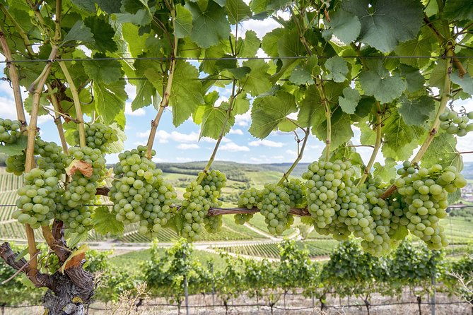 private-customized-sonoma-valley-wine-tour