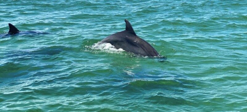 private-dolphin-tour-with-secluded-beach-snorkel-stop