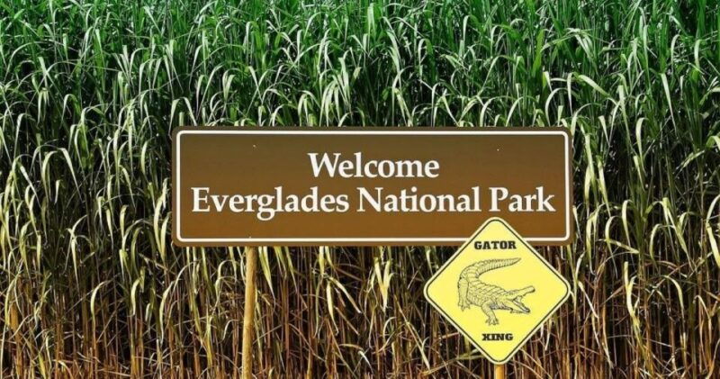 private-everglades-tourexplore-the-beauty-of-the-everglades