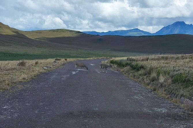 private-excursion-to-antisana-ecological-reserve