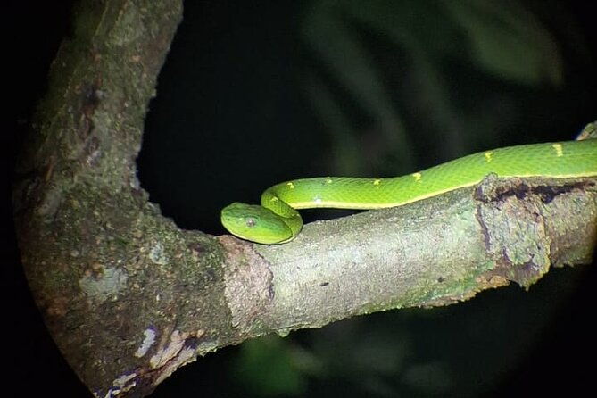 private-guided-night-walk-in-the-wonderful-darkness-of-monteverde