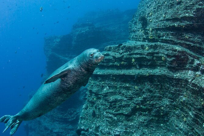private-niihau-scuba-charter-with-2-or-3-tank-dive-option