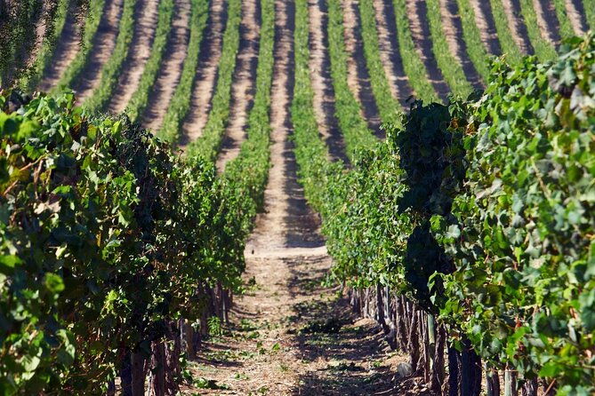 private-san-antonio-port-visit-chocalan-winery-transfer-hotel