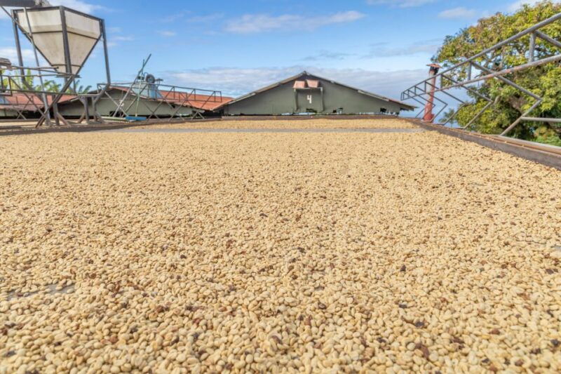 private-shore-excursion-kona-coffee-national-historic-park