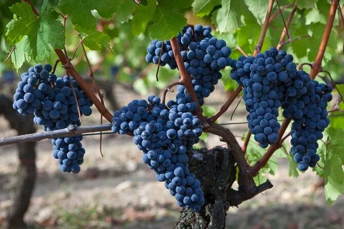 private-sonoma-wine-tour-up-to-6-guests