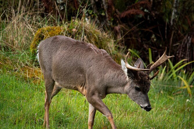 private-tour-deer-in-the-chingaza-paramo-and-suasie-trail